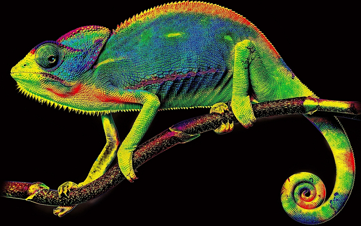 KODACOLOR chameleon