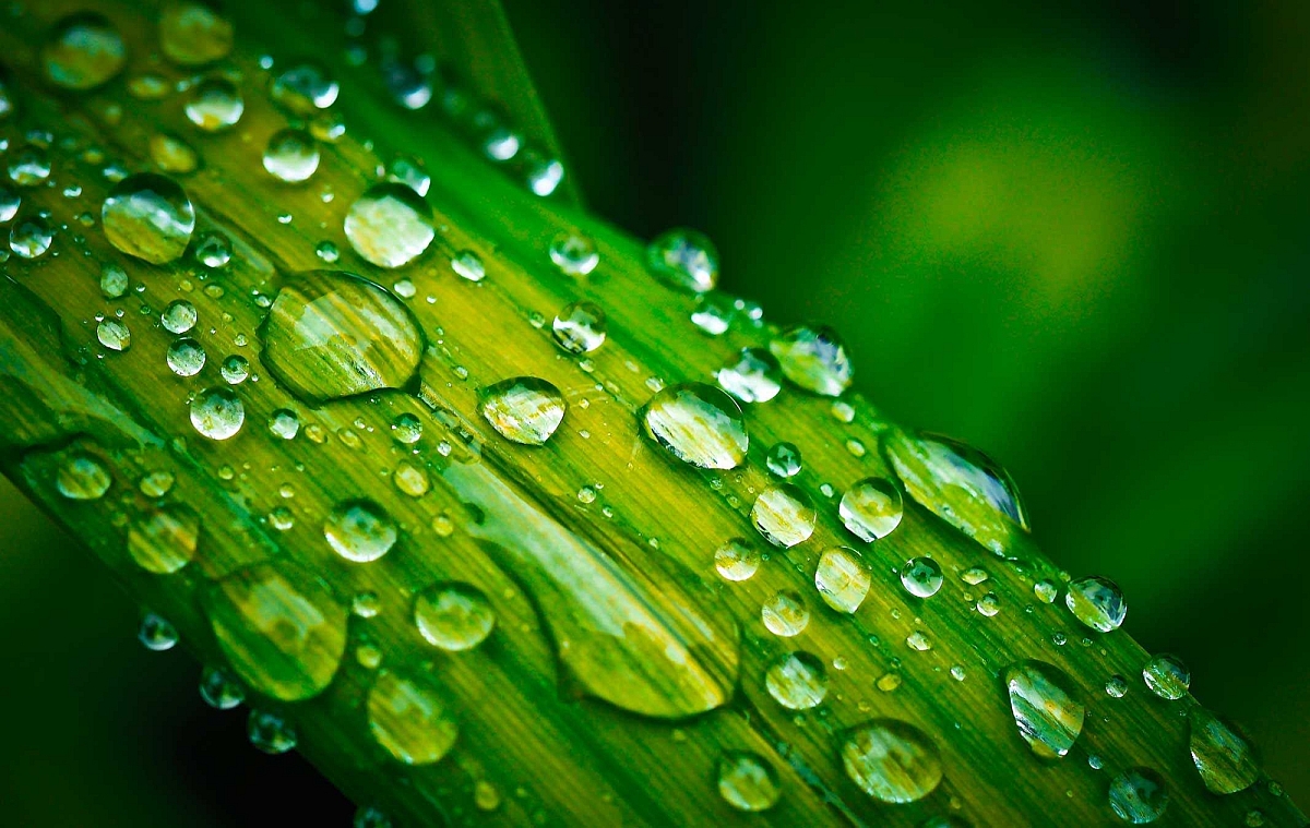 Sonora greenleaf leaf