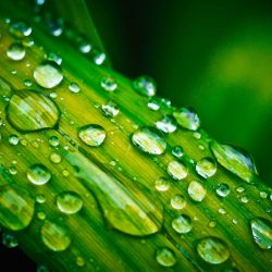 Sonora greenleaf leaf