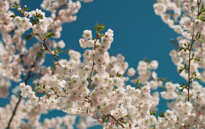 KODAK EKTACOLOR Film PRO 160 sample image - flowers