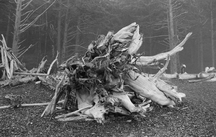 KODAK EKTAPAN Film 400 sample image - bark