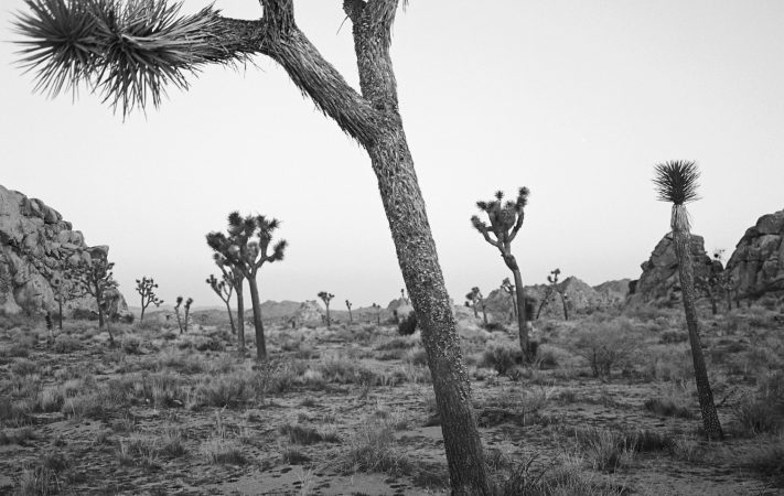 KODAK EKTAPAN Film 400 sample image - desert