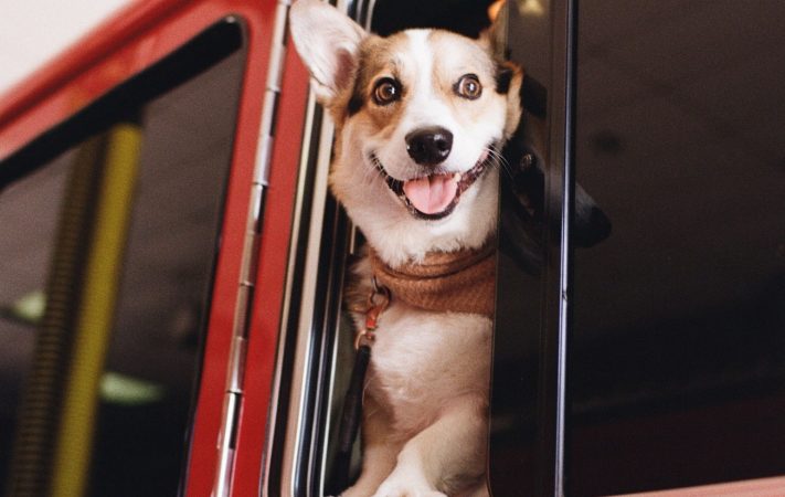 Sample image dog KODACOLOR 200