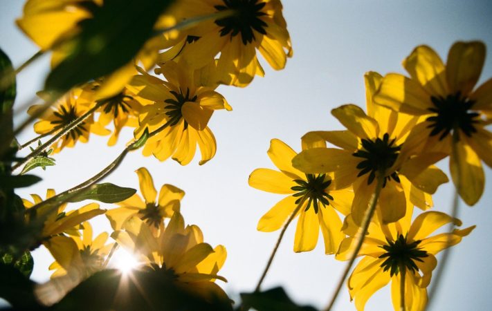 Sample image flowers KODACOLOR 100